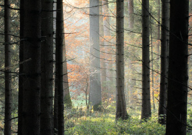 Luftbildinterpretation 25