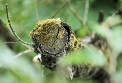 Ref Luftbildinterpretation 06